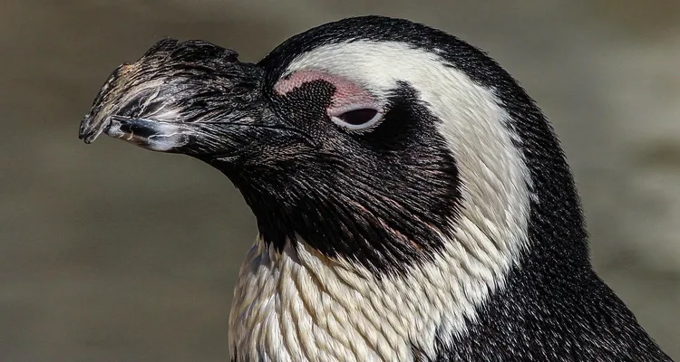 Pinguinos-tierra-del-fuego