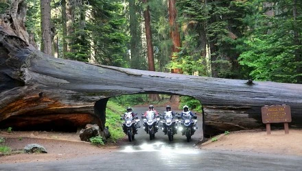 tunel arbol 1